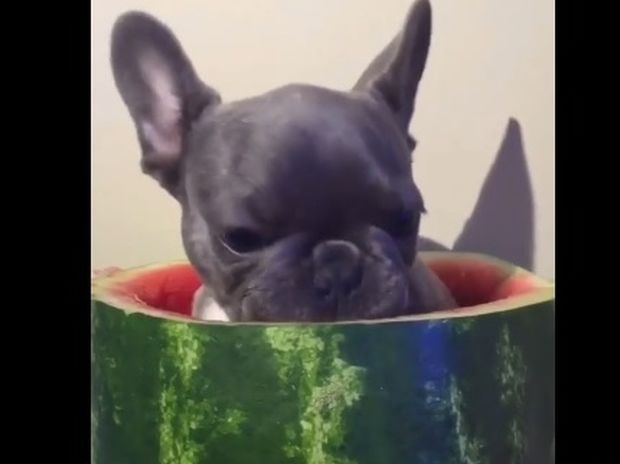 Ο σκυλάκος που τρώει λαίμαργα το καρπούζι είναι ό,τι πιο γλυκό θα δείτε σήμερα! (video)