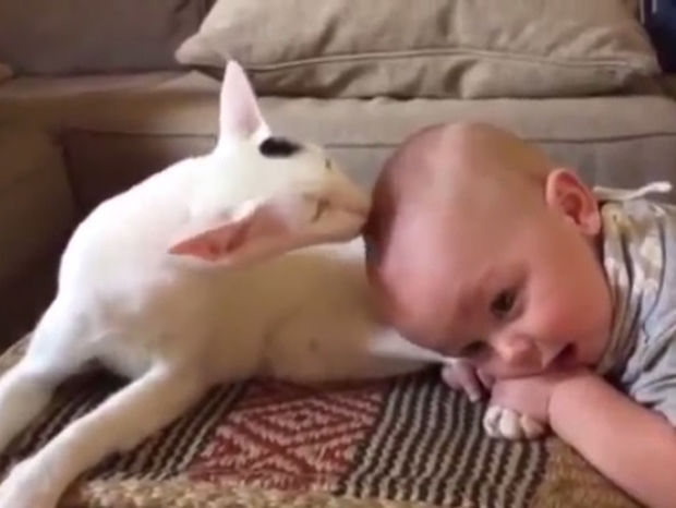 Η γάτα φροντίζει και περιποιείται το μωράκι (video)