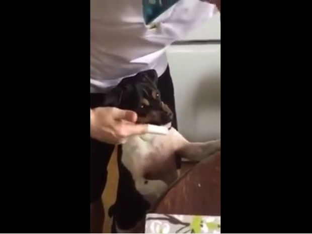 Εντυπωσιακό! Ο σκυλάκος χαμογελάει για να του βουρτσίσουν τα δόντια! (video)