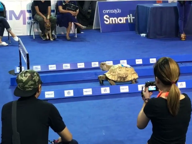 Ο λαγός και η χελώνα σε αληθινό αγώνα δρόμου! (video)
