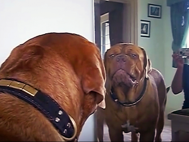 Ξεκαρδιστικό! Ο σκυλάκος επιτίθεται στο είδωλό του στον καθρέφτη! (video)