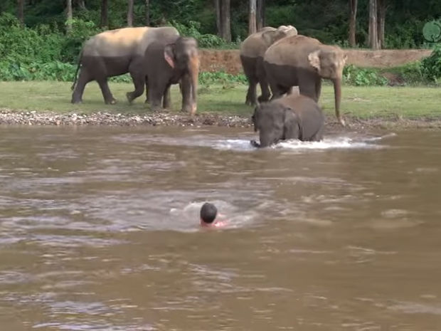 Ο ελέφαντας τρέχει να βοηθήσει έναν άντρα που παρέσυρε το ποτάμι! (video)