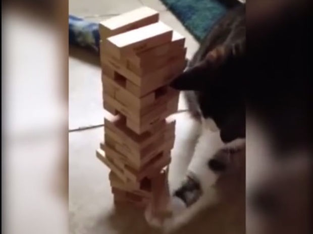 Αυτή η γάτα ξέρει πώς να παίζει Jenga! (video)