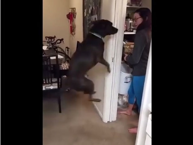 Αυτός πρέπει να είναι ο πιο εγκρατής σκύλος στον κόσμο! (video)
