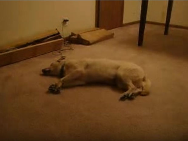 Ο σκυλάκος βλέπει όνειρο και υπνοβατεί! (video)