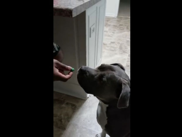 Ο σκυλάκος μετάνοιωσε την ώρα και τη στιγμή που δοκίμασε την ξινή καραμέλα! (video)