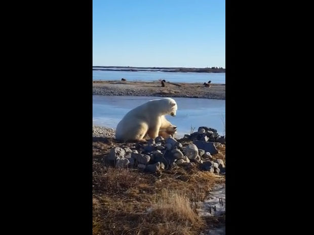 Απίστευτο! Μια πολική αρκούδα πλησιάζει και χαϊδεύει στοργικά έναν σκύλο! (video)