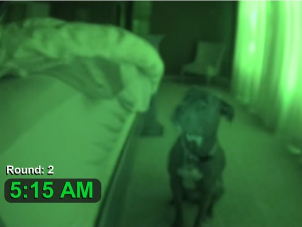Με αυτό το ξυπνητήρι - pitbull θα είστε πάντα στην ώρα σας! (video)