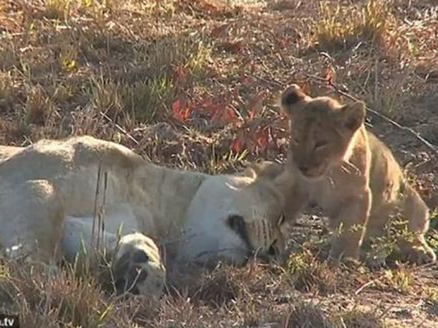 Ό,τι πιο γλυκό θα δείτε σήμερα! Το λιονταράκι ξυπνάει τη μαμά του για μια αγκαλιά! (video)