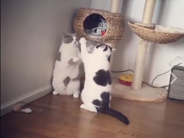 Έτσι λύνουν οι γάτες τις διαφορές τους! (video)