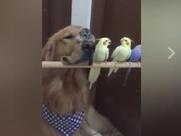Ο σκυλάκος προσπαθεί όπως μπορεί να γίνει μέλος της ομάδας! (video)