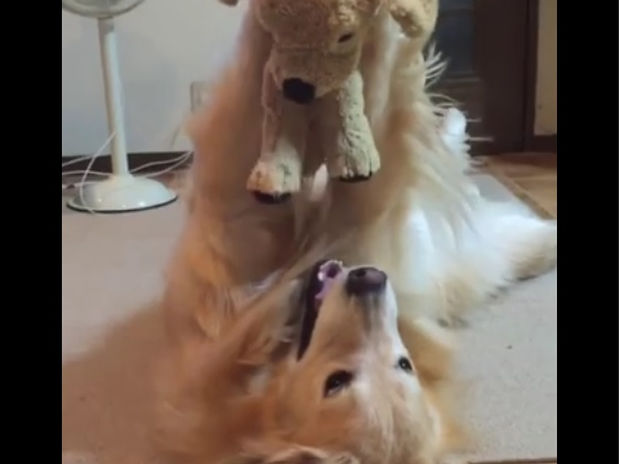 Ο σκυλάκος βρήκε το αγαπημένο του παιχνίδι! (video)