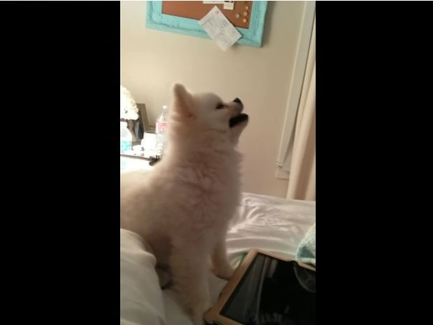 Αυτό είναι το πιο αστείο φτέρνισμα σκύλου που έχετε δει ποτέ! (video)