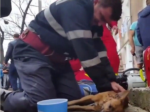 Συγκινητικό! Ο πυροσβέστης σώζει τη ζωή του σκύλου με τεχνητή αναπνοή!