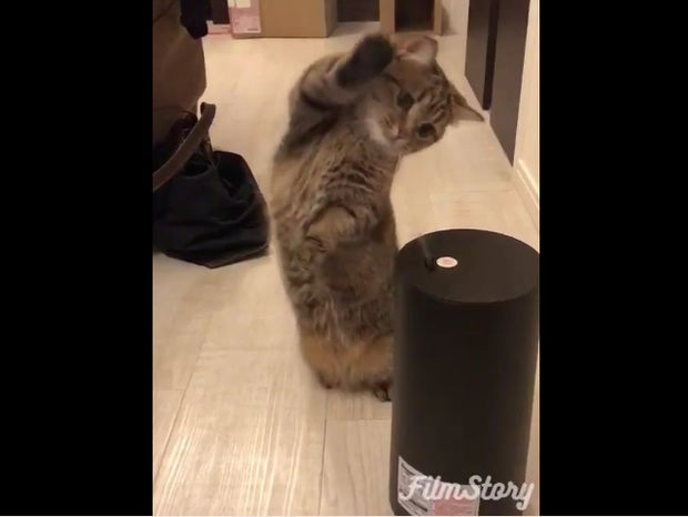 Ξεκαρδιστικό! Η γάτα τα βάζει με τον υγραντήρα δωματίου! (video)