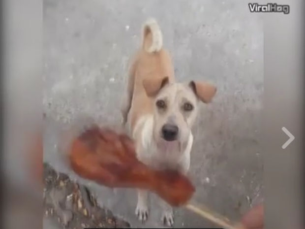 Ο λόγος που η σκυλίτσα περιμένει να της δώσουν φαγητό θα σας συγκινήσει! (video)