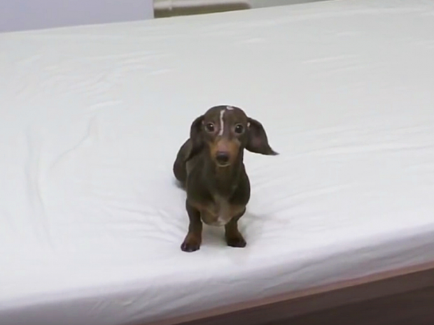 Ο σκυλάκος δεν έπρεπε να ανέβει στο κρεβάτι, αλλά δεν υπολόγισε την κρυφή κάμερα! (video)