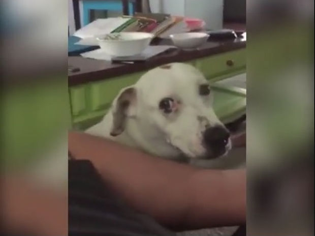 Ξεκαρδιστικό! Ο σκυλάκος νοιώθει ενοχές για την πράξη του! (video)