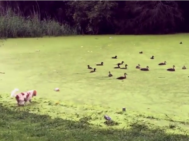 Ο σκυλάκος ήθελε να τρομάξει τις πάπιες αλλά μπέρδεψε τη λίμνη με γρασίδι! (video)