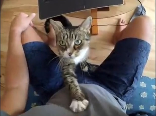 Δεν θέλει κόπο, θέλει τρόπο! Όταν οι γάτες ζητούν χάδια! (video)