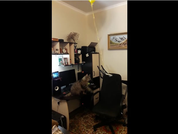 Πώς να κρατήσετε τη γάτα σας απασχολημένη για ώρες! (video)