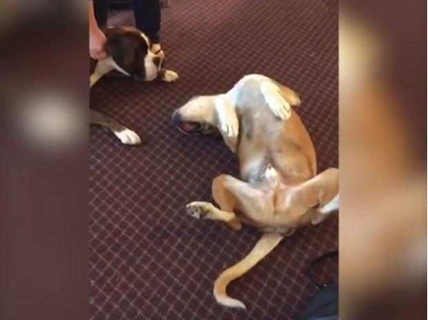 Επικό! Ο σκυλάκος το παίζει νεκρός για να τραβήξει την προσοχή! (video)