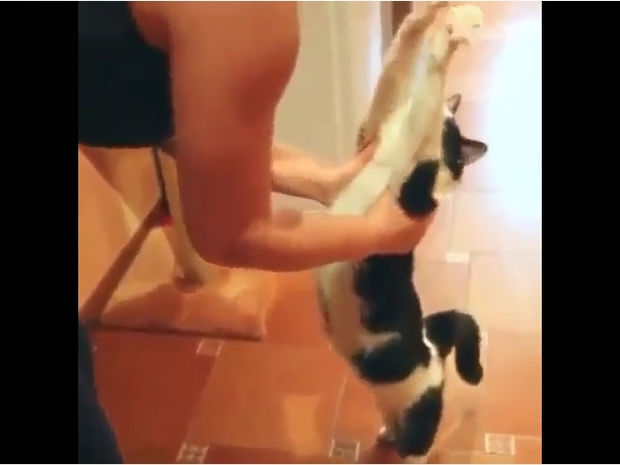 Η γατούλα ζητά αγκαλιές! Ό,τι πιο γλυκό θα δείτε σήμερα! (video)
