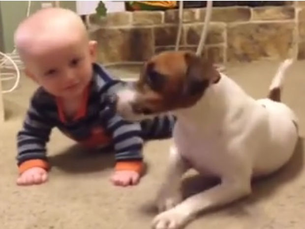 Ο σκυλάκος μαθαίνει στο μωρό να μπουσουλάει! (video)