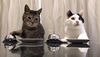 Τα αξιολάτρευτα γατάκια "εκπαιδεύουν" το αφεντικό τους (video)