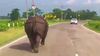 Αυτά συμβαίνουν όταν ένας ρινόκερος βγαίνει για βόλτα στο δρόμο!