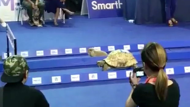 Η χελώνα κέρδισε τον λαγό και δεν είναι παραμύθι 