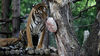 Ρωσία: Υπάλληλος ζωολογικού κήπου δέχθηκε επίθεση από τίγρη