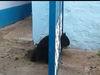 Μικρό αρκουδάκι προσπαθεί να σωθεί ενώ έχει σφηνώσει σε πόρτα (vid)