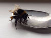 Ο απίστευτος τρόπος που σώθηκε μια μέλισσα! (vid)