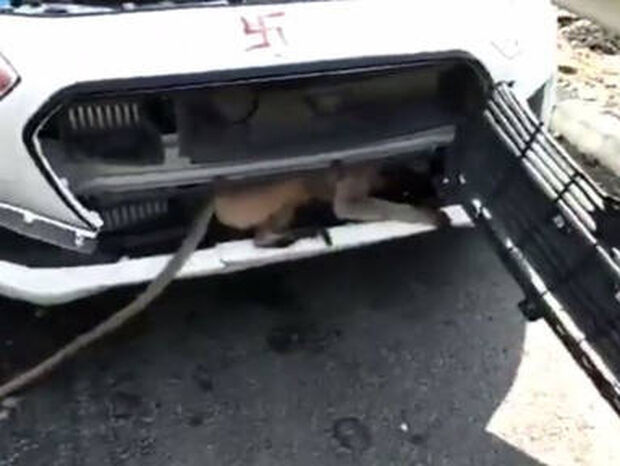 Απίστευτη διάσωση μαϊμούς από τη μηχανή αυτοκινήτου! (vid)