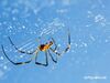 Ονειροκρίτης: Είδες στο όνειρό σου αράχνη;
