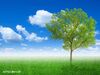 Ονειροκρίτης: Είδες στο όνειρό σου δέντρο;