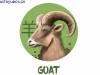 Κινέζικη Αστρολογία: Έτσι είναι το Πρόβατο στα αισθηματικά του